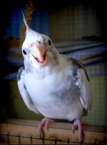 cockatoo