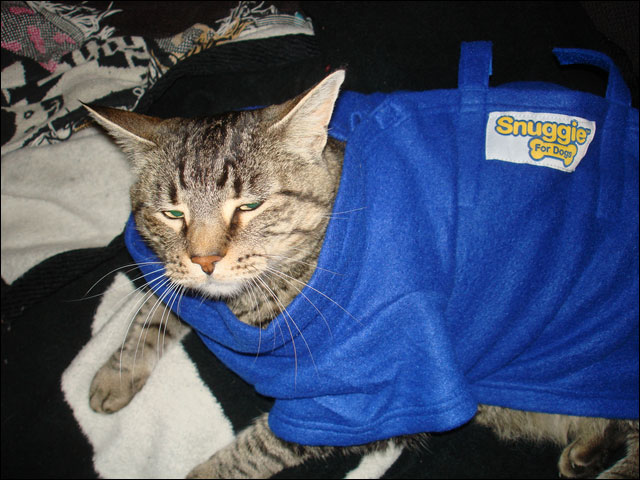 funkycat