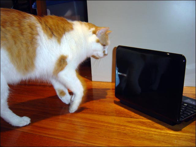 cat