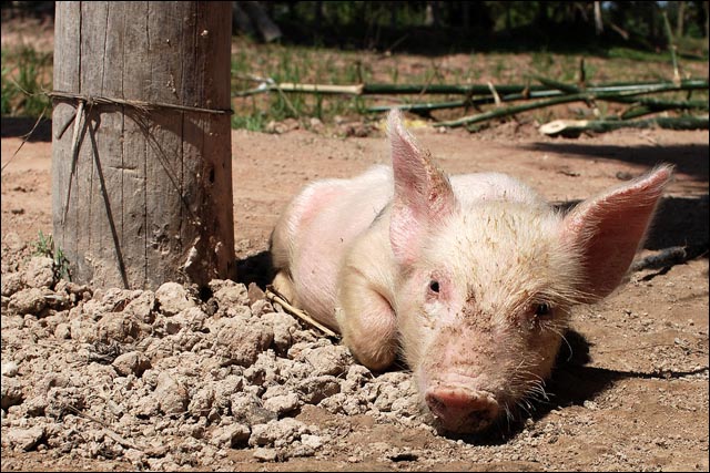 piglet