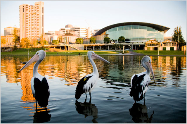 adelaide-torrens